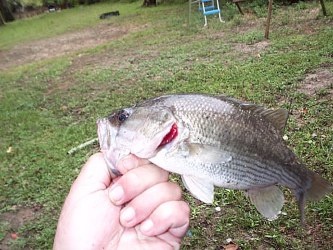 Small bass caught around dock
