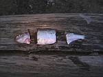 cut shad are shinners