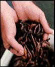 worms-
