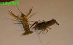 Crawfish-can be hooked behind the tail,or use the tail like shrimp by peeling the tail and use that on hook