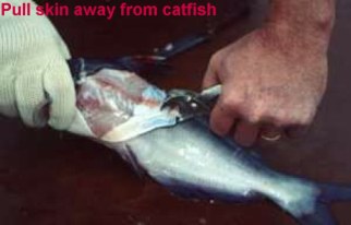 Cleaning Catfish