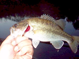 kentucky bass,caught on black and chartruse spinner 6pm. oct/04